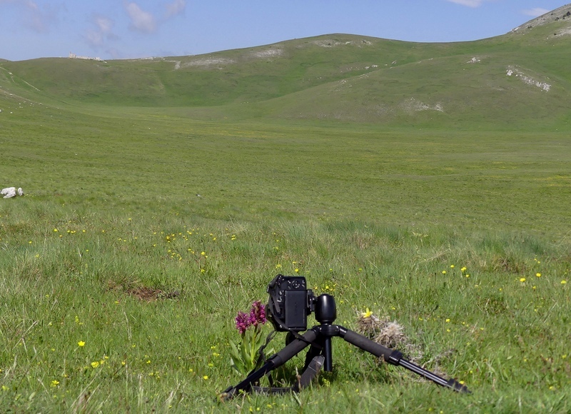 Orchidee a Campo Imperatore tra Medioevo e wilderness  primavera 2023